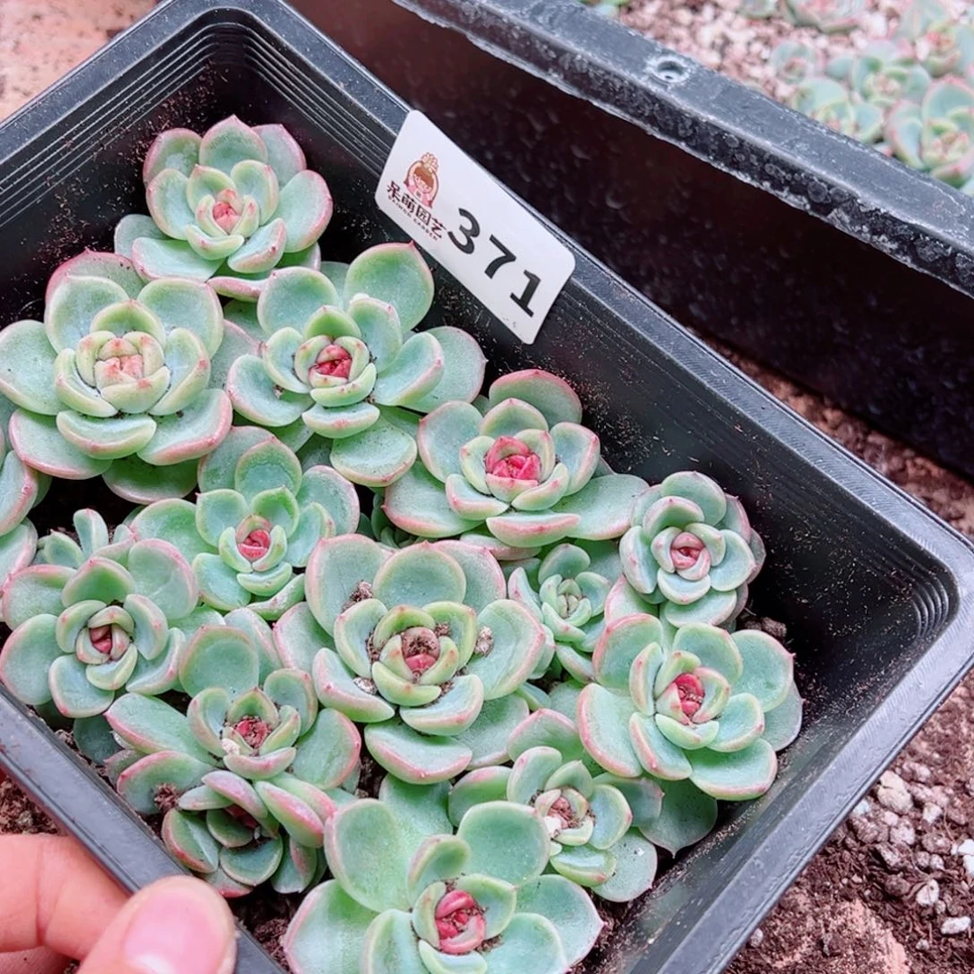 昕***花多肉植物多肉植物