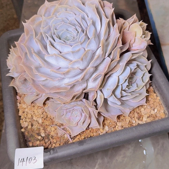 14103丽那里多肉植物