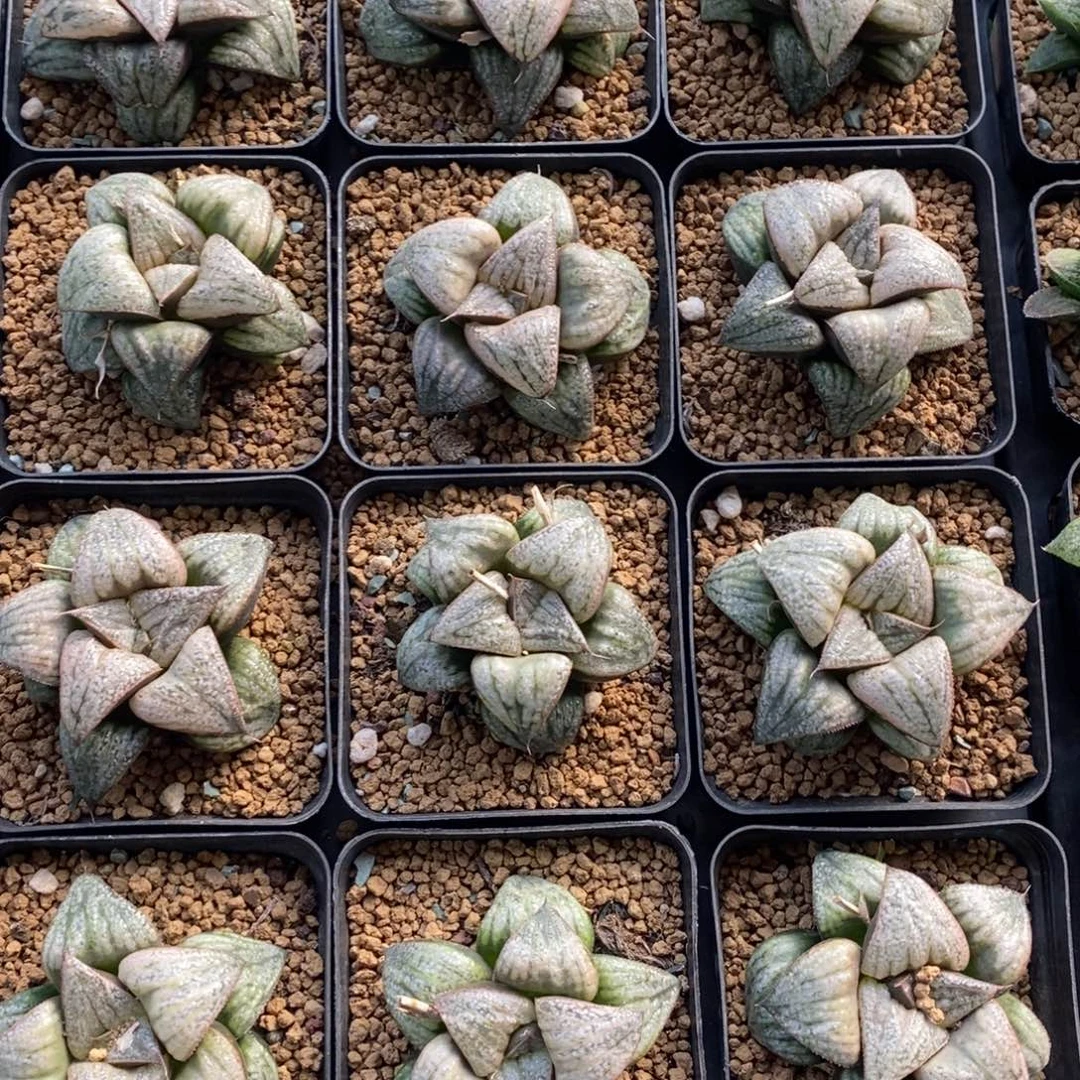 明皇蟹一颗 高货。