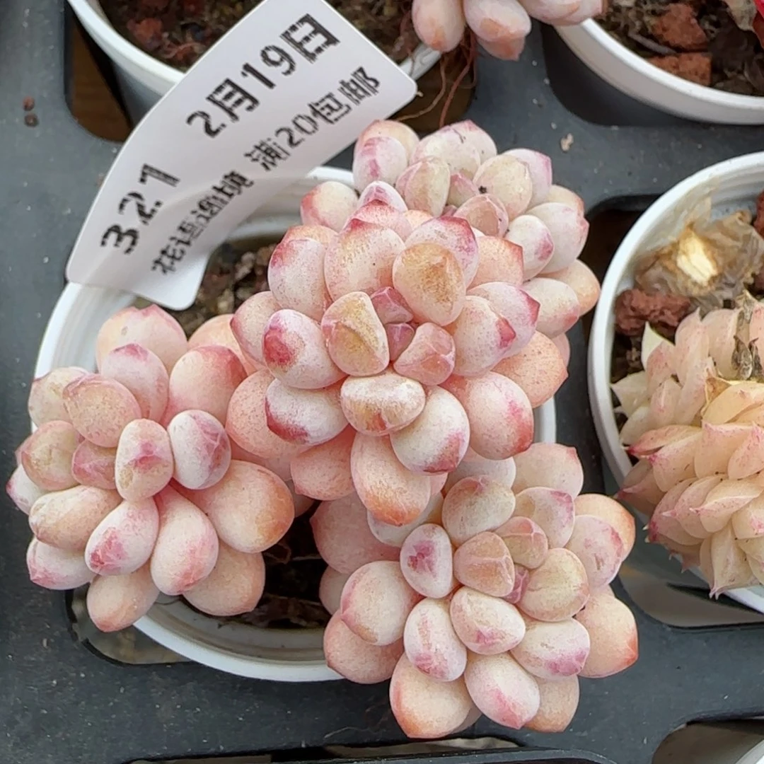 花语逸境0219-321