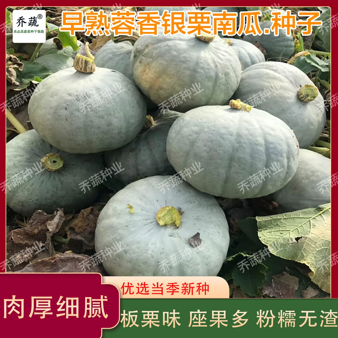 银栗南瓜种子贵族灰皮南瓜种籽四季蔬菜蓉香板栗南瓜种春季种植