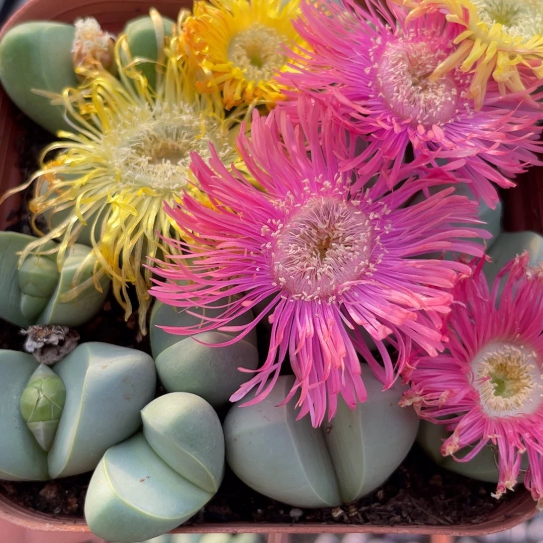 大盆特价一物一拍～6