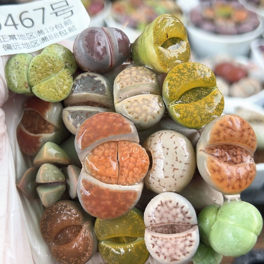 好养易活生石花大母本0467共15颗