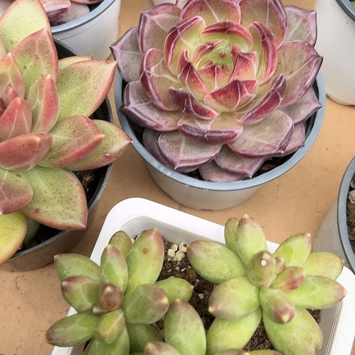 夜魔侠2467887678@kl