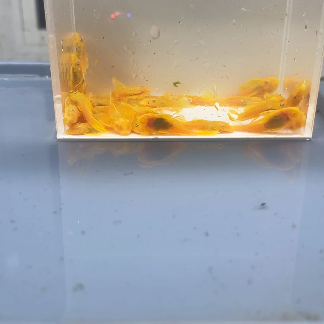 清道夫鱼中号胡子30条开箱视频报损