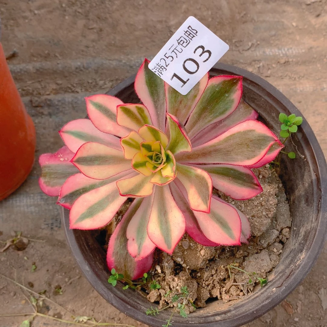 103魅影单头老桩多肉