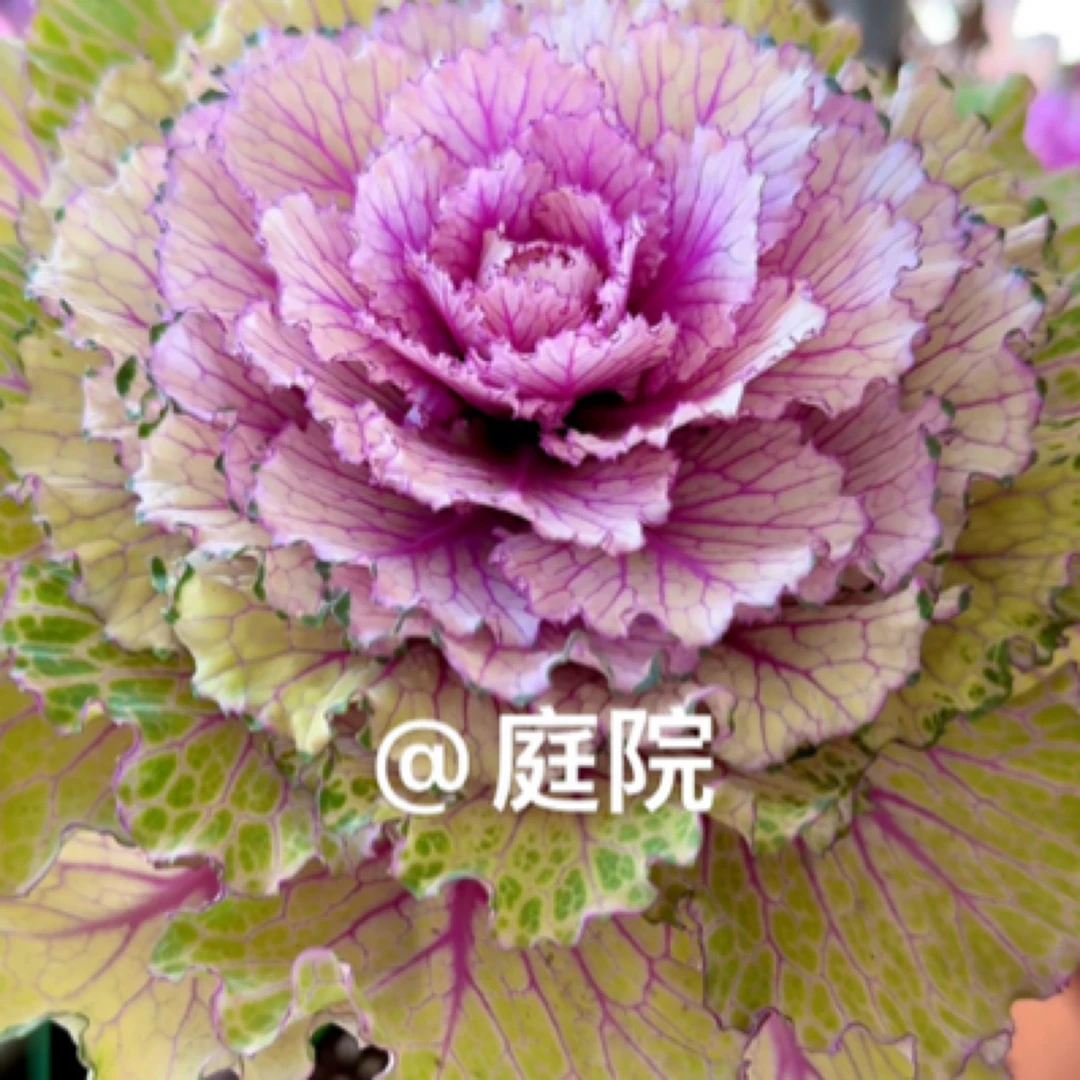 羽衣甘蓝一代新种孑耐晒耐冻冬季地栽盆栽室内室外