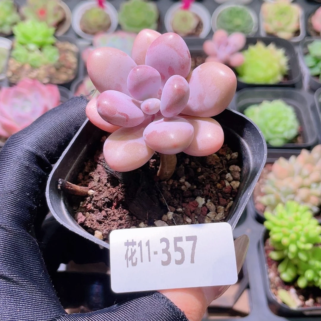 花利美11-357桃蛋