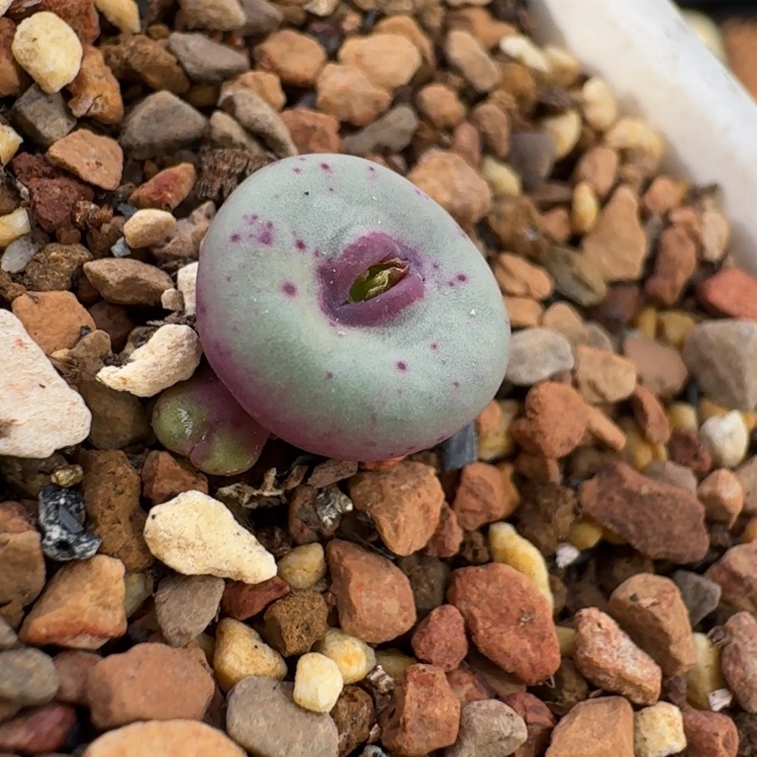 依****云缦精品番杏3.16