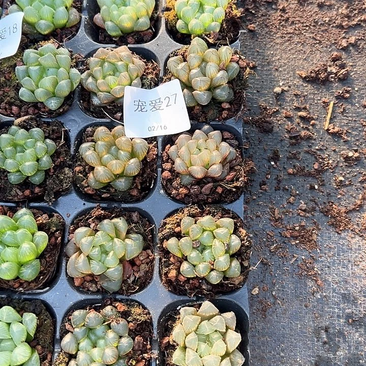 直播福利一物一拍27