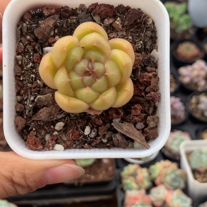 精控皮埃拉珍妮单头