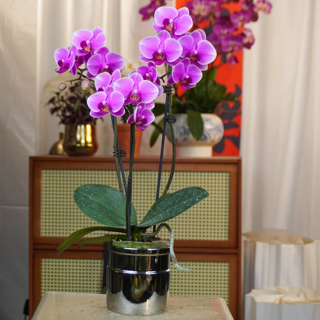 【胭脂】蝴蝶兰四季好养精美花卉观果植物杂交兰卡特兰精兰花