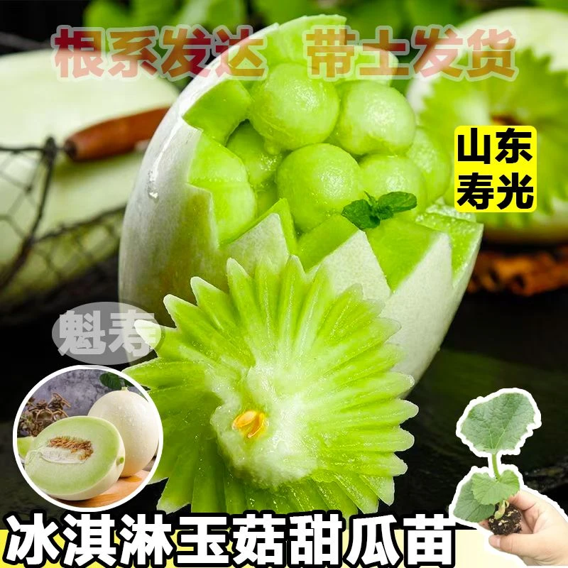 【山东寿光速发】玉菇甜瓜苗香瓜种籽秧苗嫁接苗种子早熟蔬菜种子