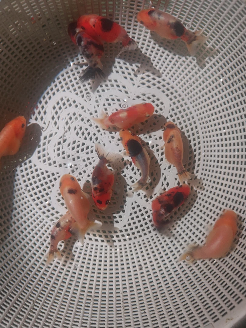 直播挑选兰寿商品苗5-7公分 2+1备损