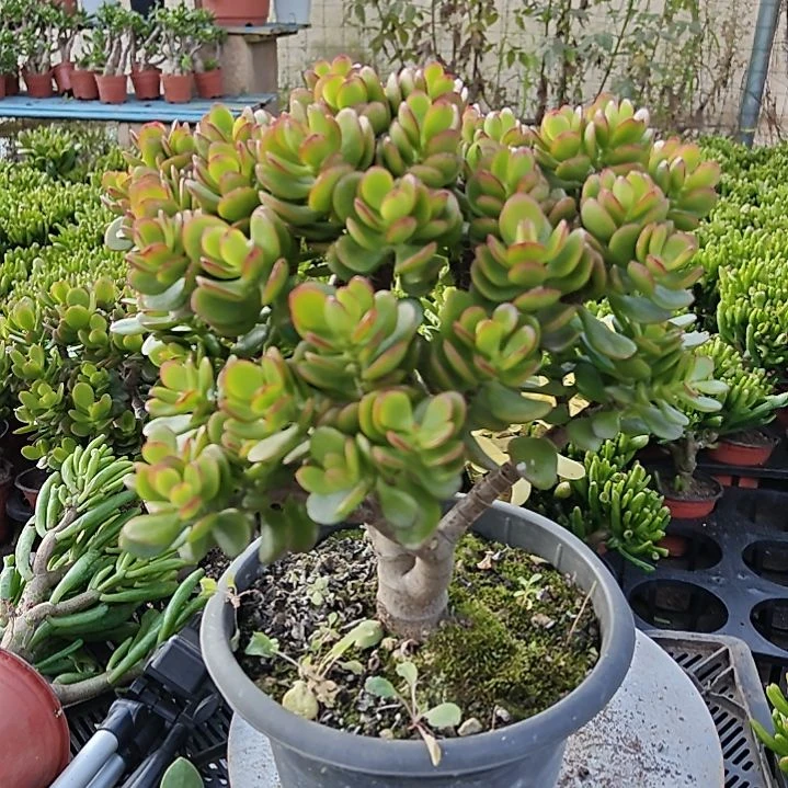 5年姬红花月摇钱树