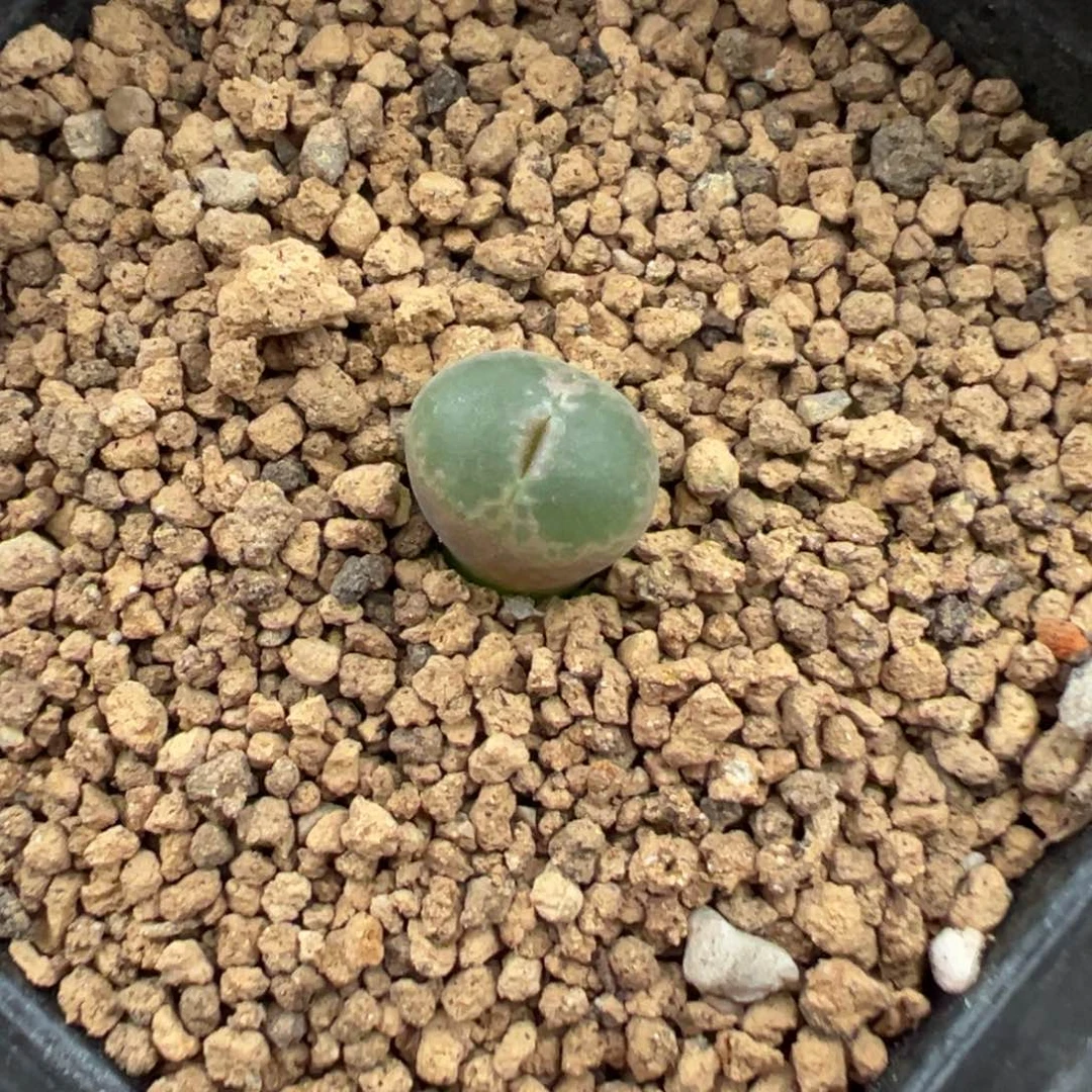 5-88肉锥多肉植物
