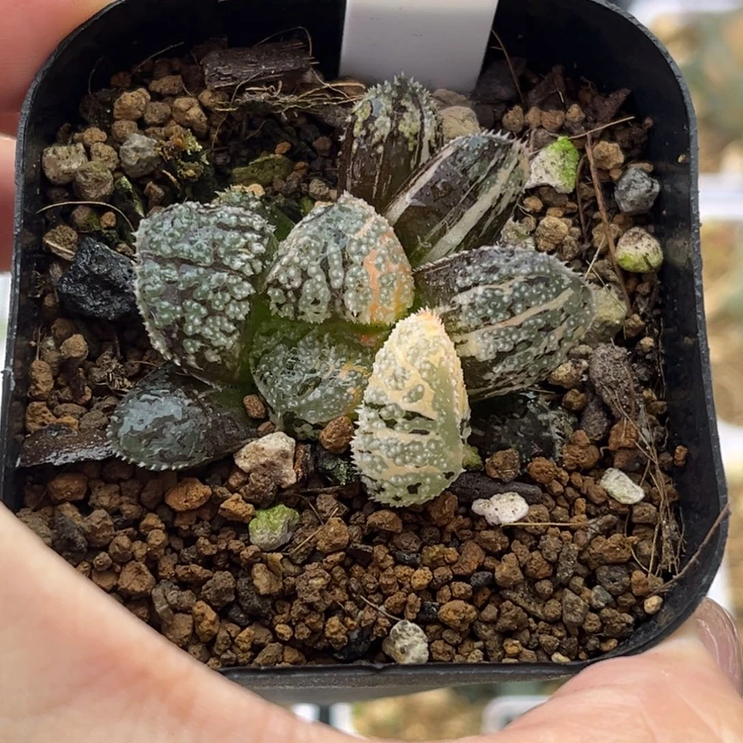 23摩多寿锦十二卷多肉