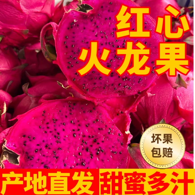 广西红心火龙果精品果