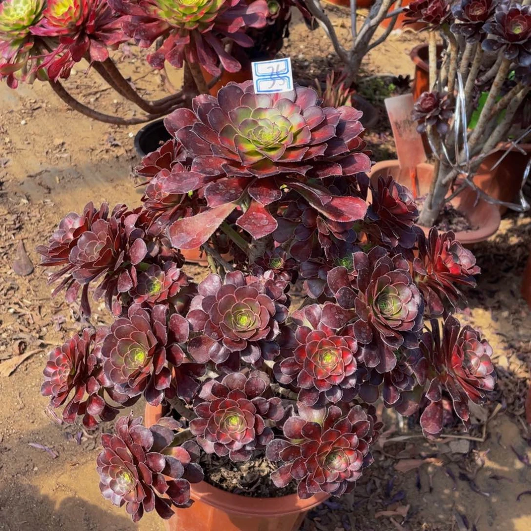 35鲜花老桩晚霞鲜花