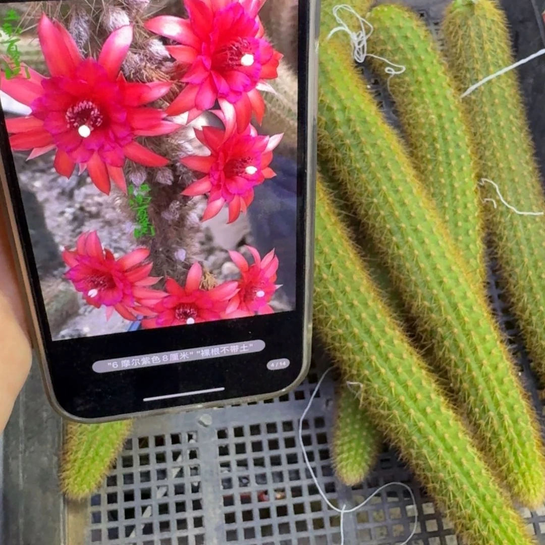 358金妞魔尔紫无根侧牙歪15公分以上，20包邮