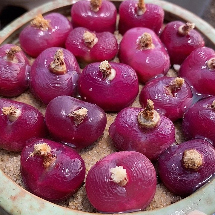 1514黑超毛单头一颗