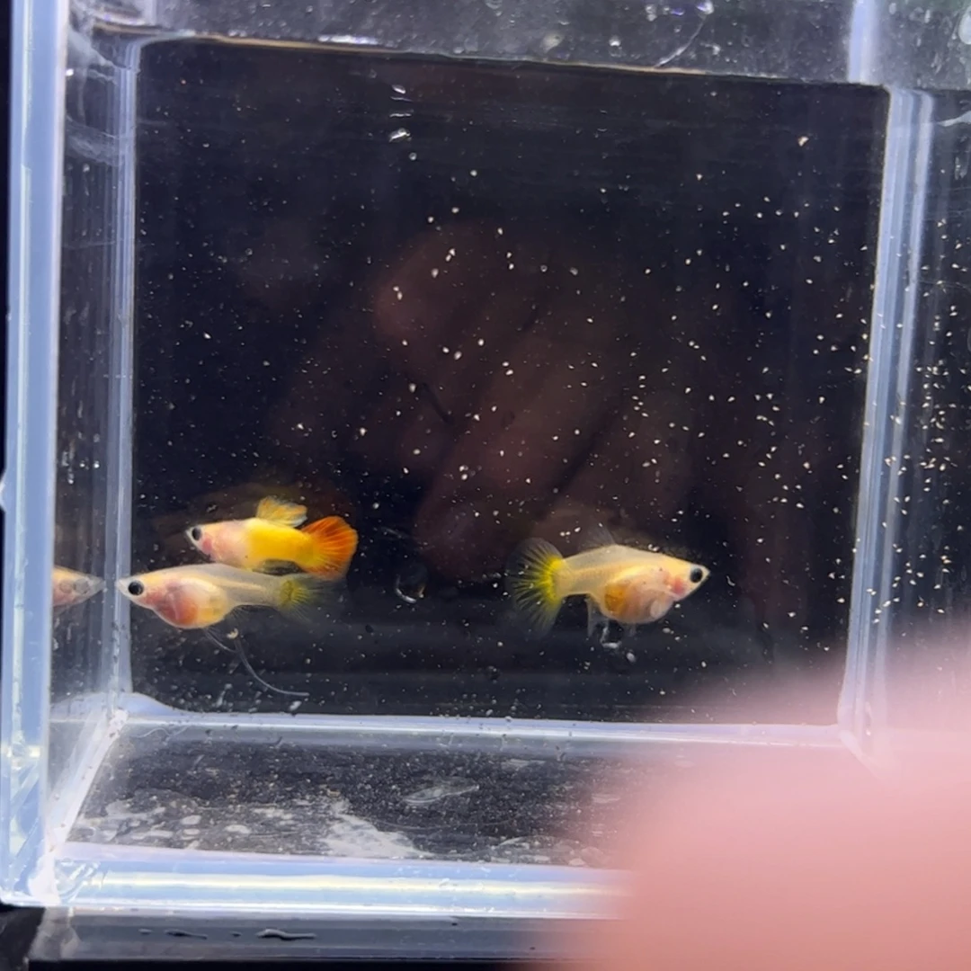海水鱼落日c122226666