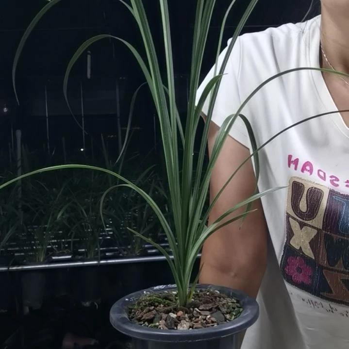 完全开放蕙兰元字，1花苞