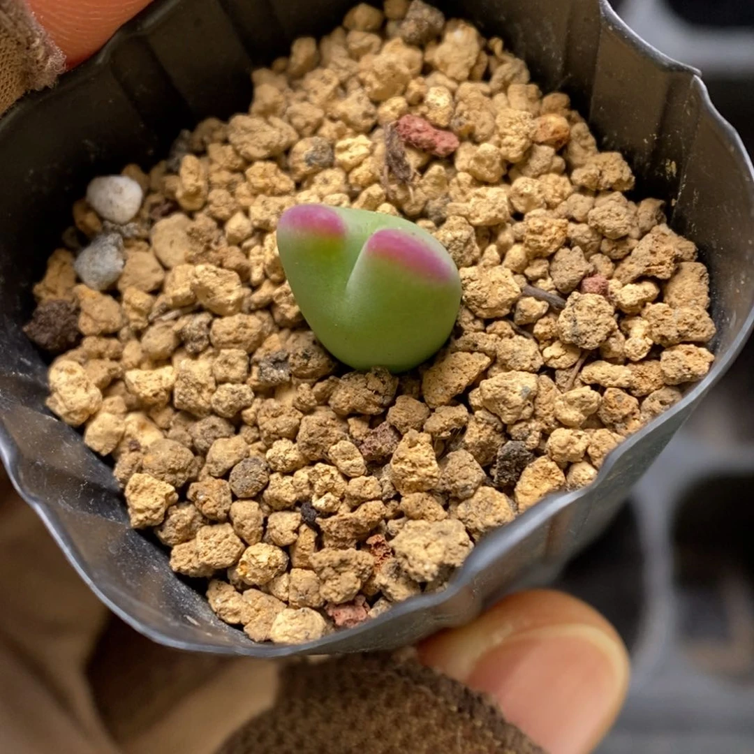 多肉植物肉锥杂交K-3353