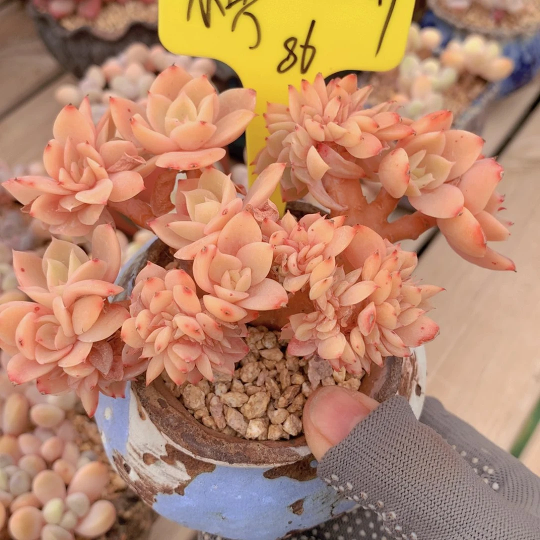 我家的小可爱们都好可爱啊哈