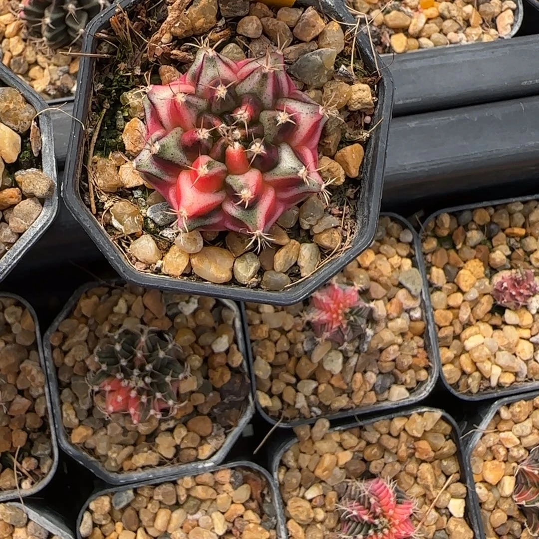 231-1230泰国发货多肉