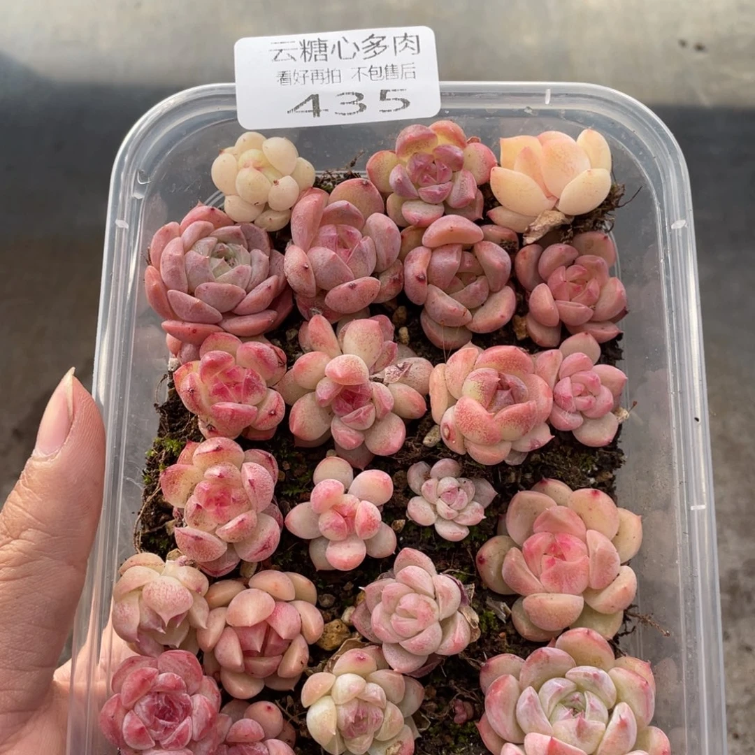 云糖心多肉植物435