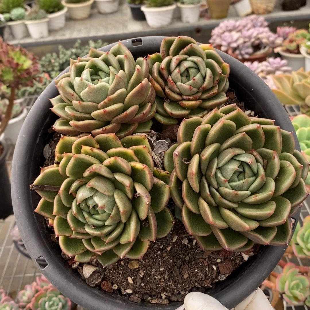 9519白玫瑰一物一拍