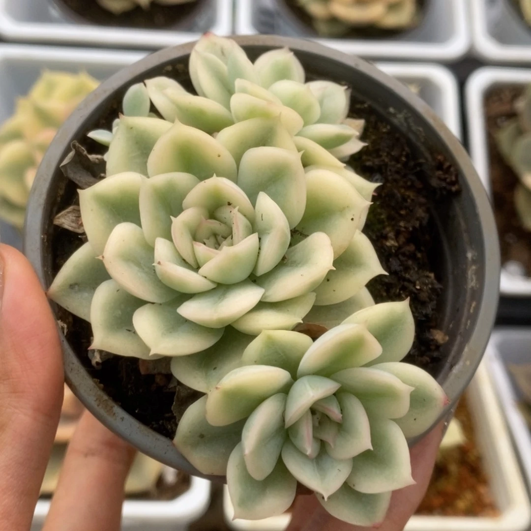 454月亮仙子锦锦锦锦锦锦