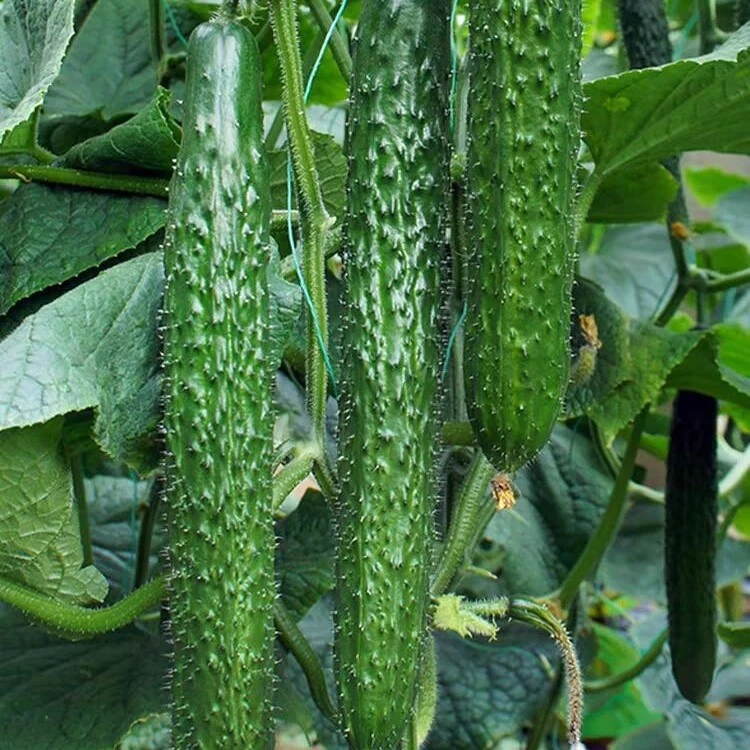 黄瓜每份约1斤黄瓜同城送黄瓜同城配