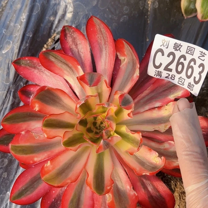 2663多肉植物法师法师