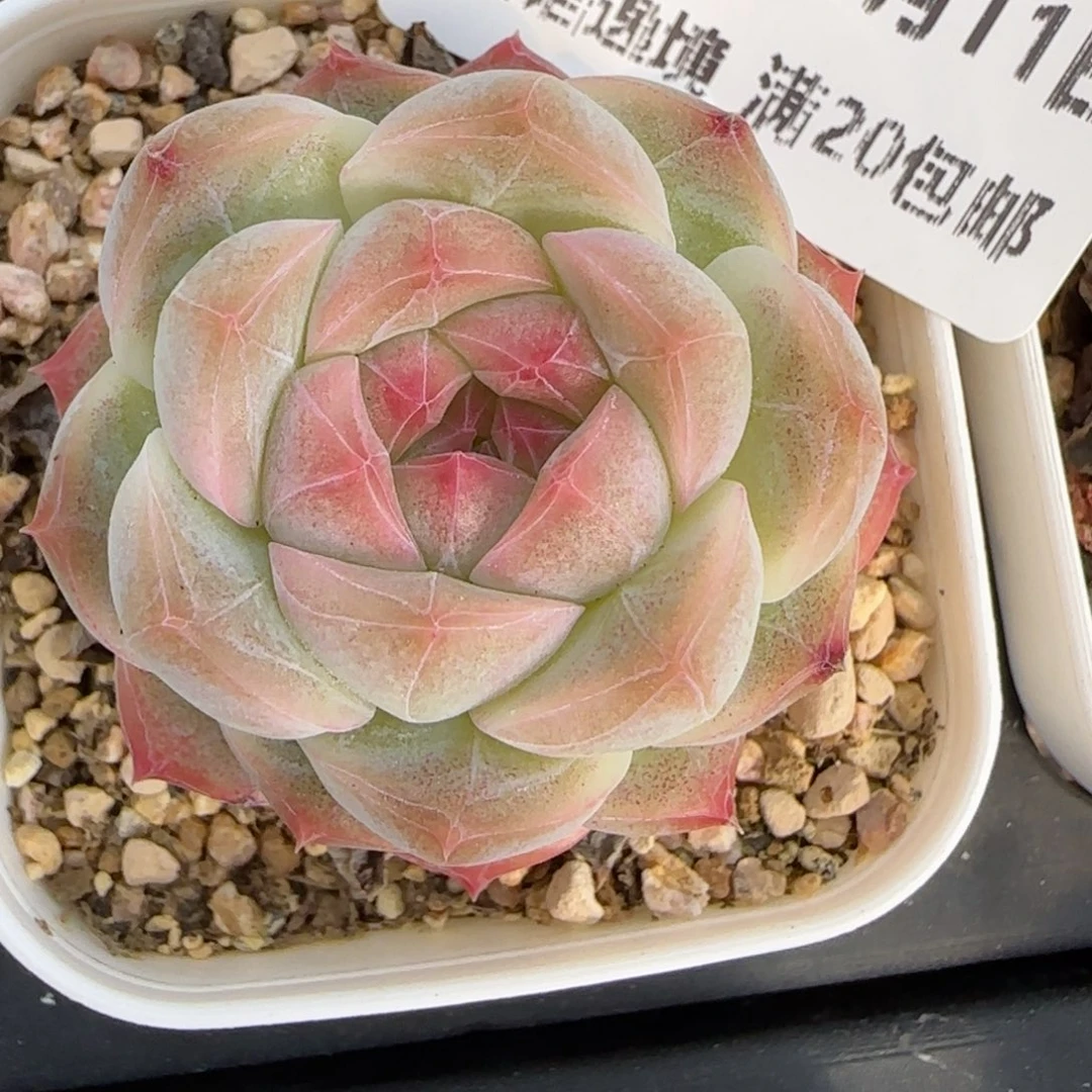 花语逸境0211-236