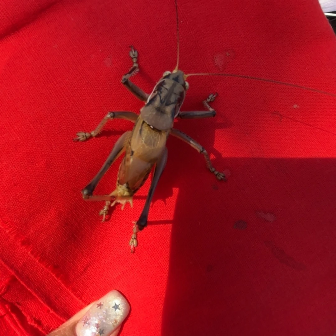 S***0蝈蝈蝈蝈福福价格