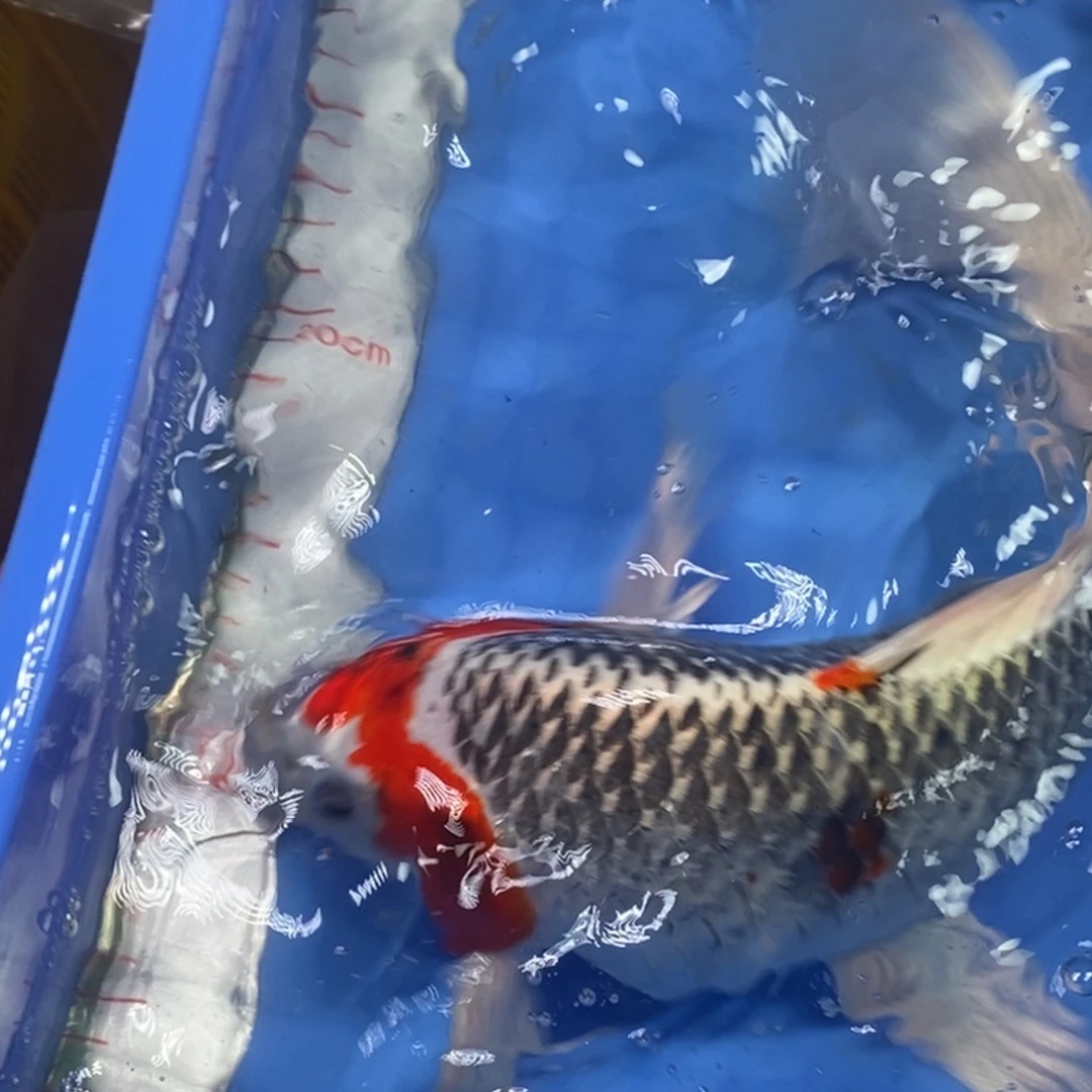 锦鲤冷水金龙包邮
