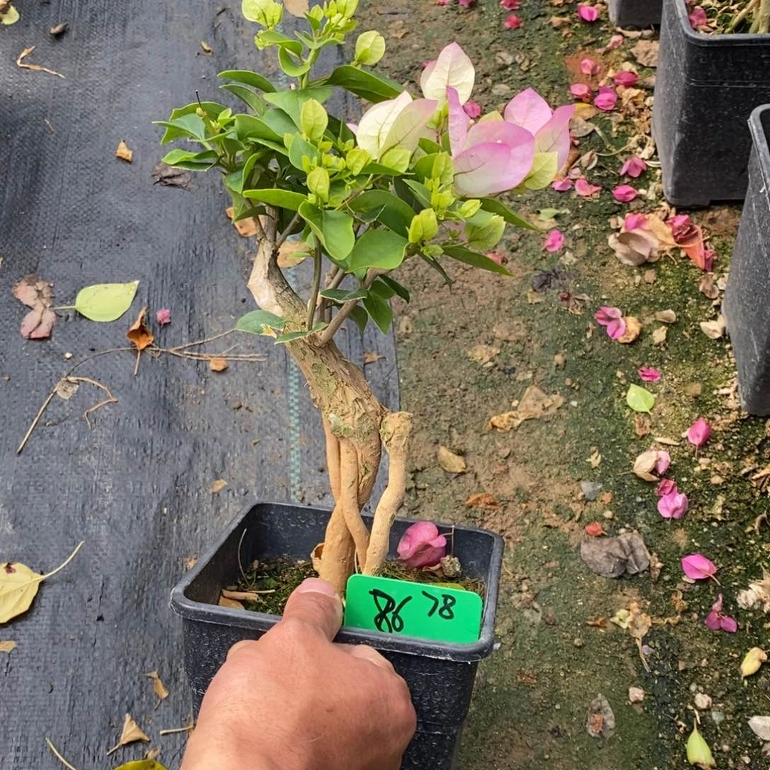 有*人三角梅绿樱86号