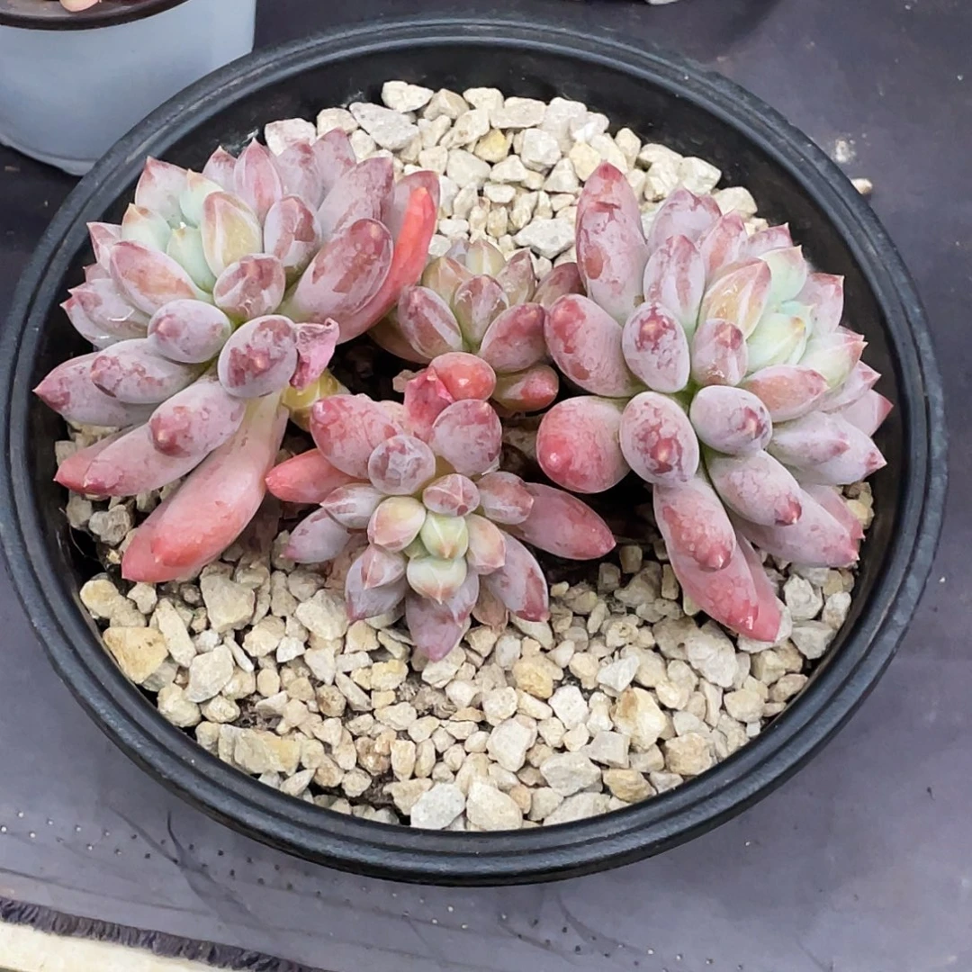 整桩无砍多头星月菩提一颗