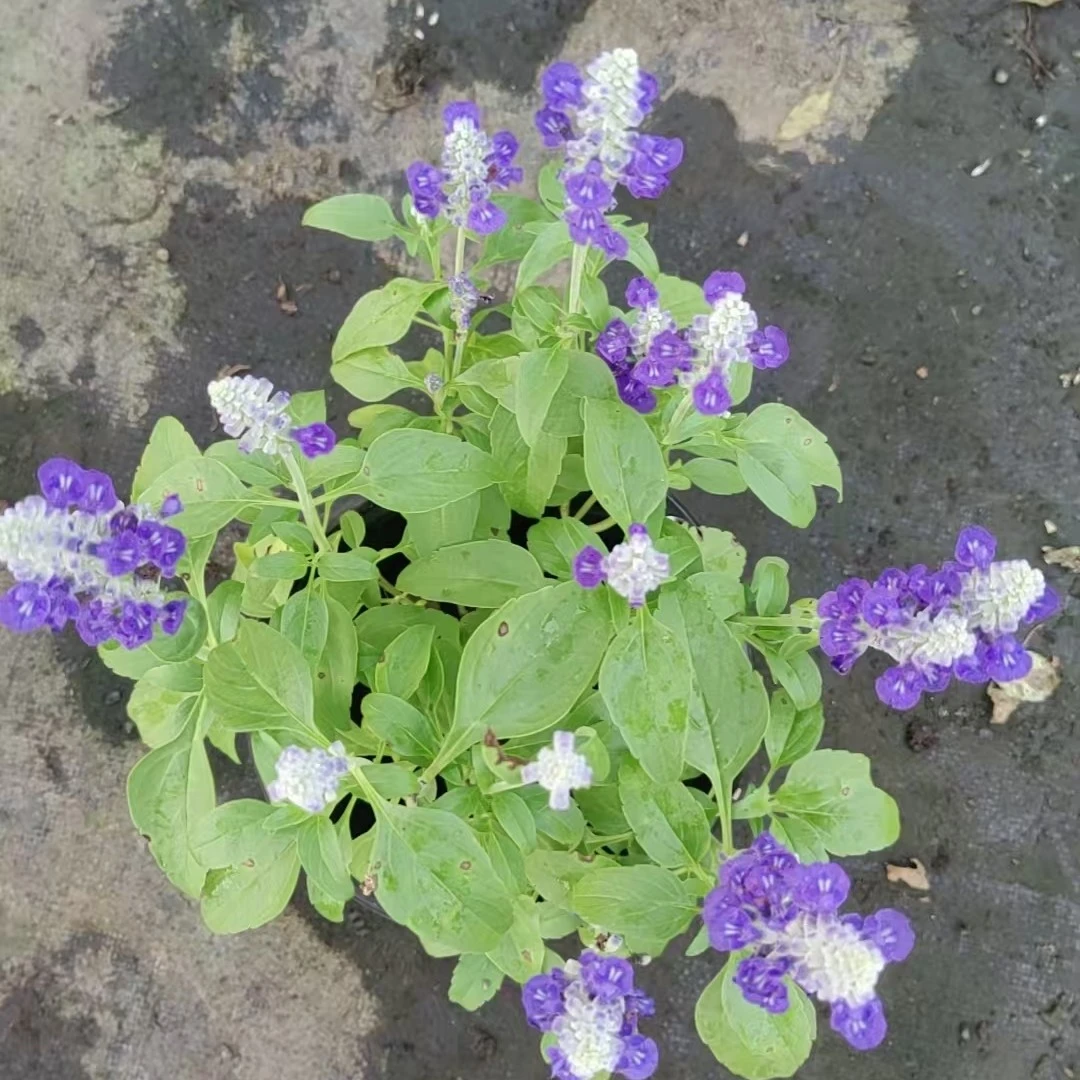 萨利芳鼠尾草多年生草本花卉室外花镜植物盆栽绿化地栽基地直发