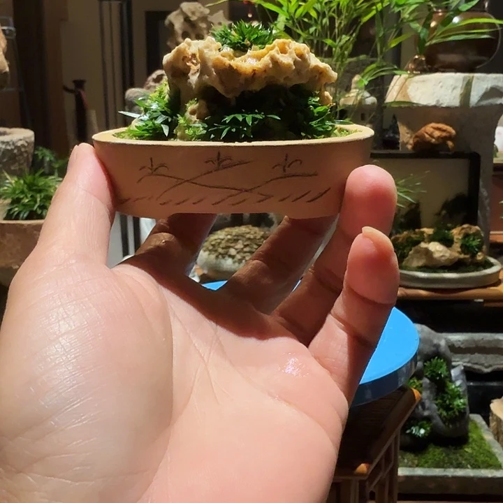 粉**斯紫砂盆石头草。。。