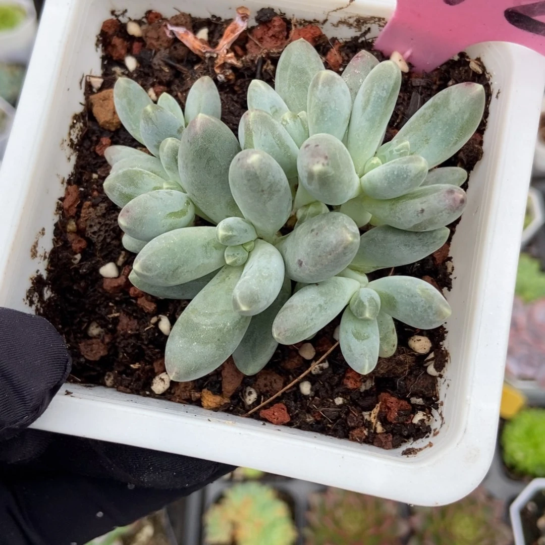 942乌拉奶多肉植物多肉