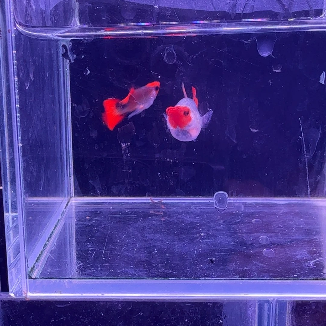 孔雀鱼深海蓝玻璃球1对