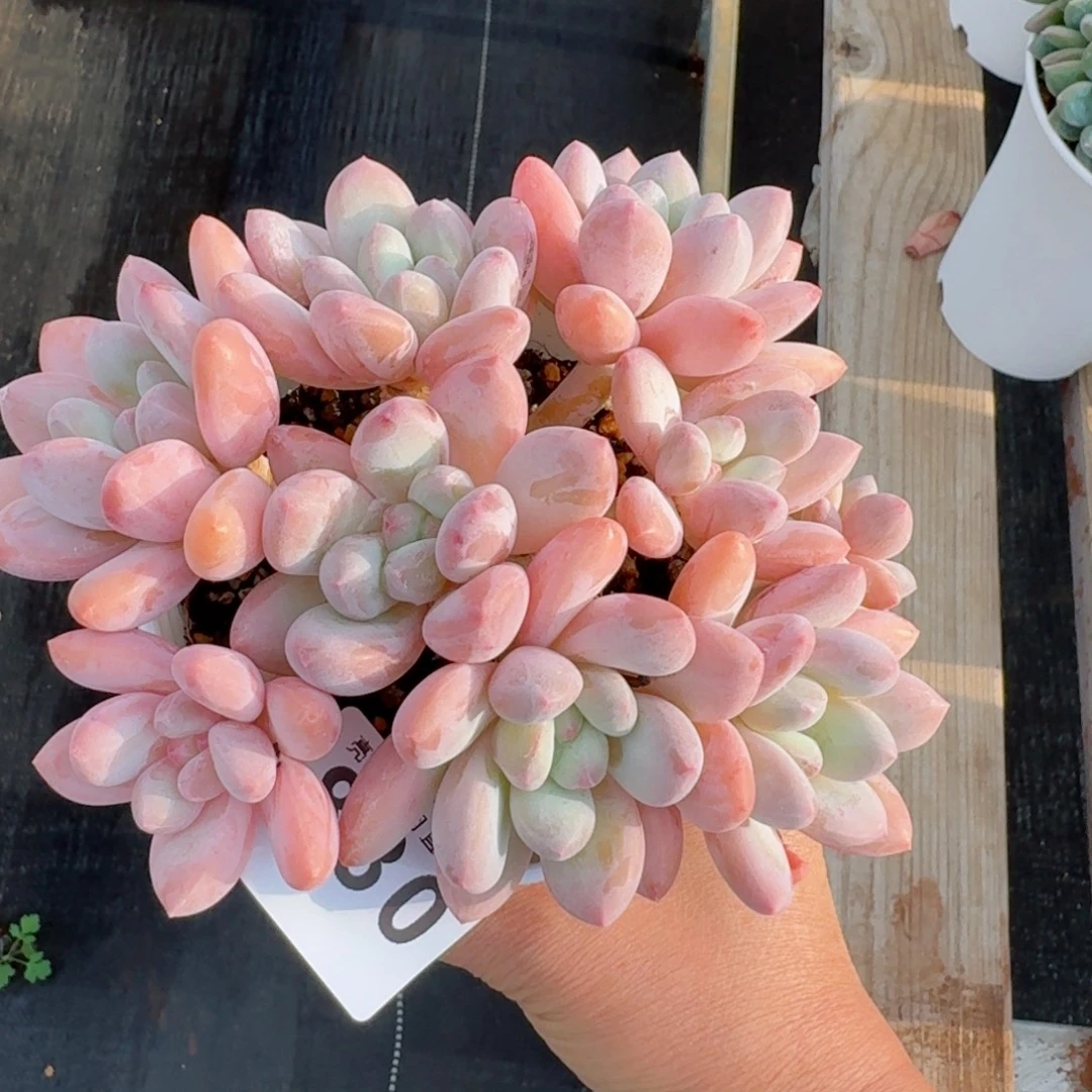 韩版香水群生整装无砍