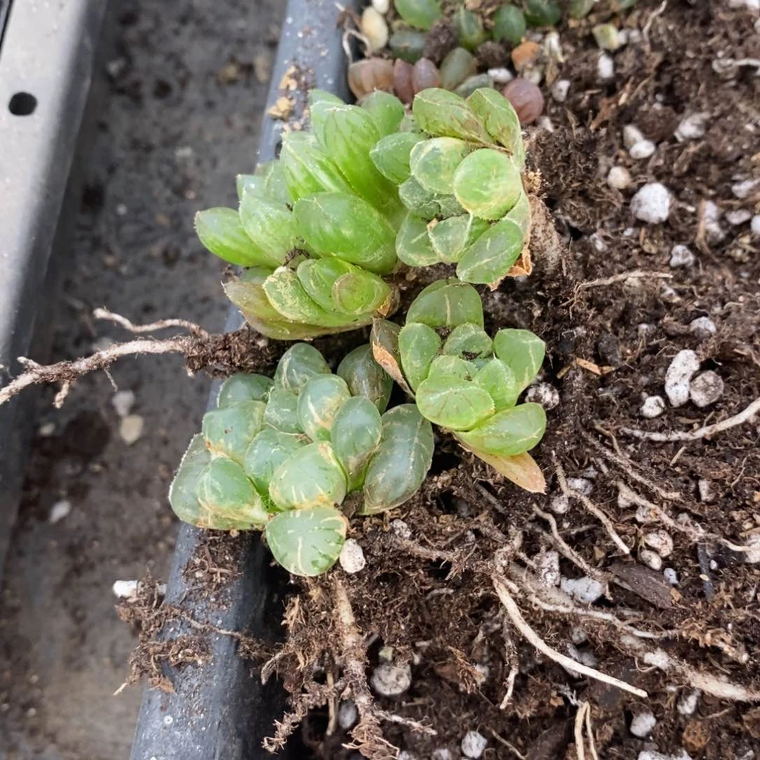 1002 一组雨露。开播福利