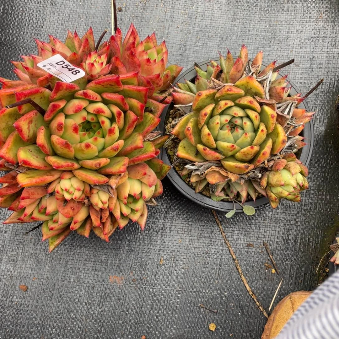 无花朵若如东云在棚D548