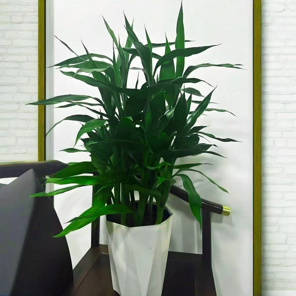 【带根带盆】富贵竹带根土养室内种植现挖基地直发绿植富贵竹粗竹