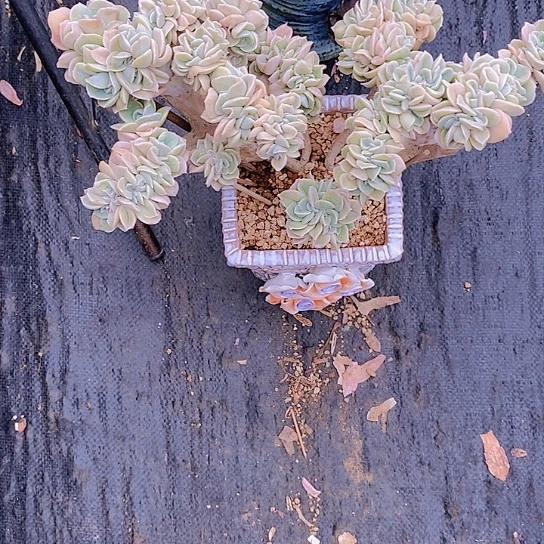无花朵Y*n可爱玫瑰多肉植物