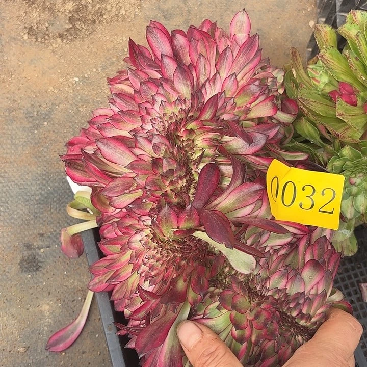 多肉植物福利0032